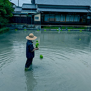 田植え